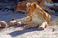 Lion's cub